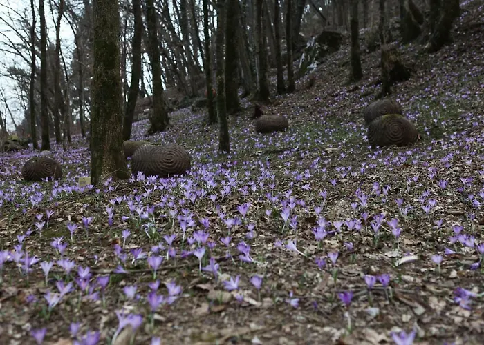 Apartmaji Nena * Rocinj