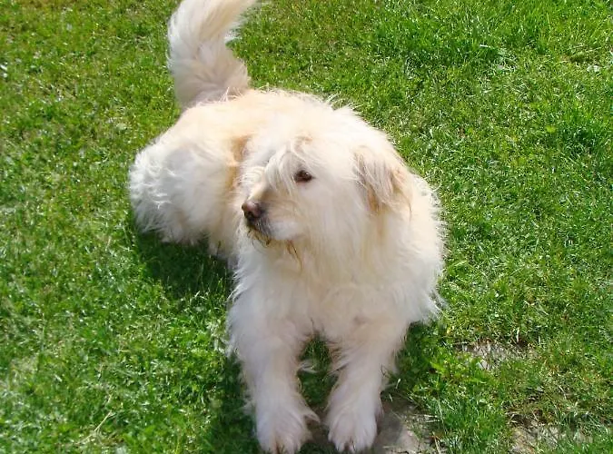 Apartmaji Nena Appartement